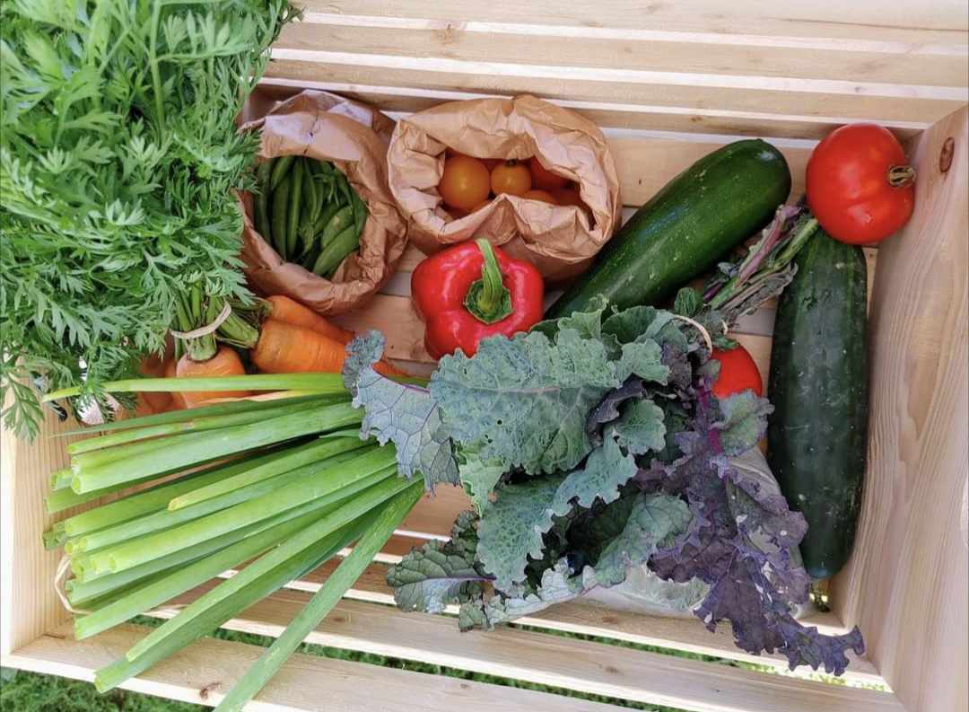 Abonnement aux paniers de légumes écologiques (été, 16 semaines)